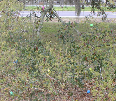 Lake Jackson's 2008 Easter Egg Hunt & Lunch