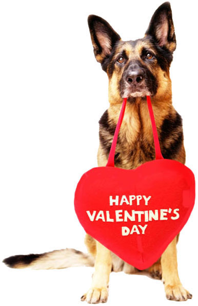 Valentine's Day Dog
