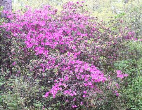 wildflowers